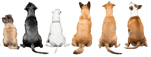 HD Doggie Tails-1 HD Doggie Tails-1