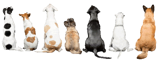 HD Doggie Tails HD Doggie Tails